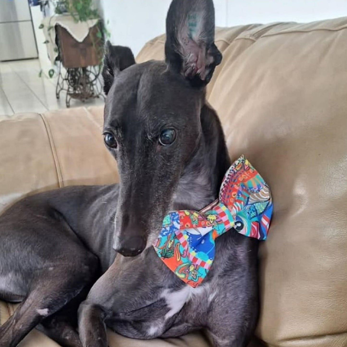 BEAUS AND BANDITS - DOGGY BOW TIE - PAISLEY - LARGE