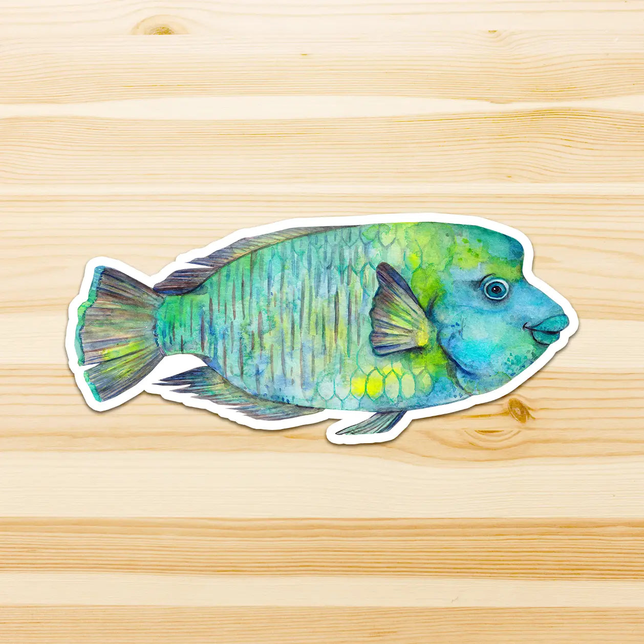 WATERCOLOURS BY CAT- Humphead Maori Wrasse - Large Australian Marine Life Vinyl Stickers
