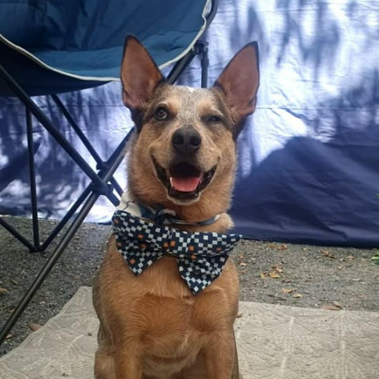 BEAUS AND BANDITS - DOGGY BOW TIE - PAISLEY - LARGE